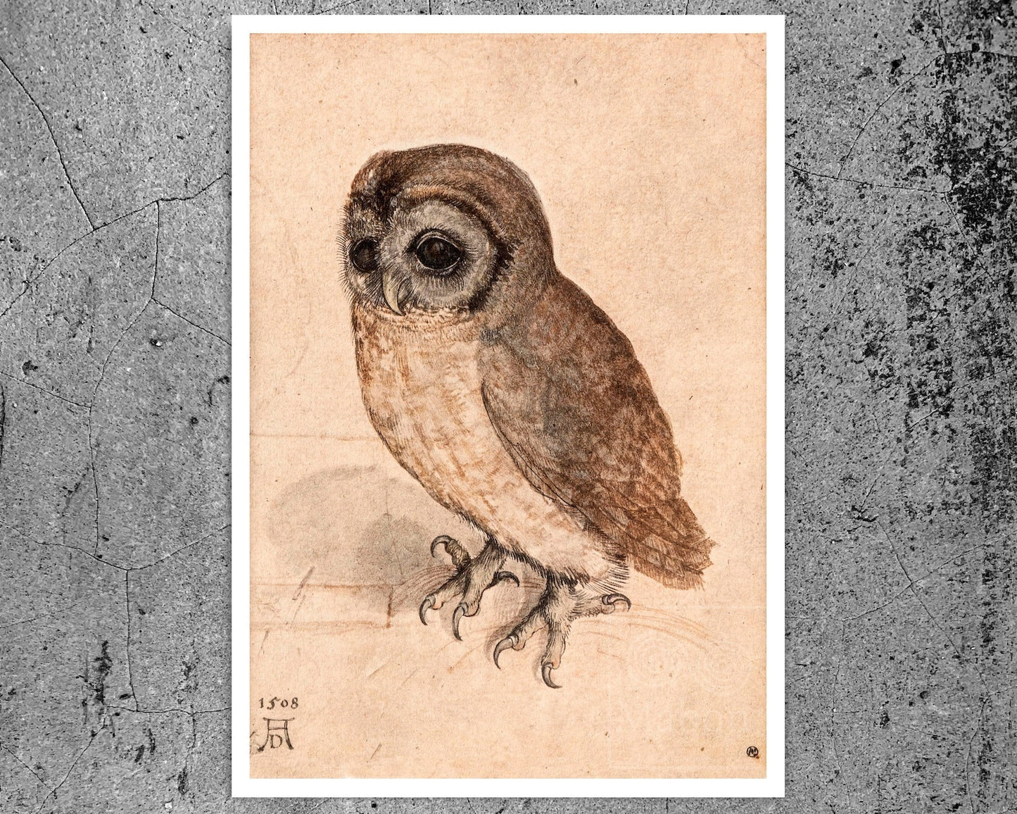 Albrecht Dürer - "Little Owl" (c.1508) - Mabon Gallery