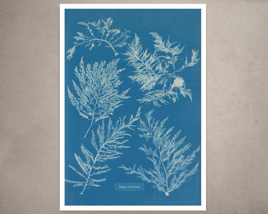 Anna Atkins "Dasya Coccinea" Vintage Botanical Cyanotype Photo (c.1853) - Mabon Gallery