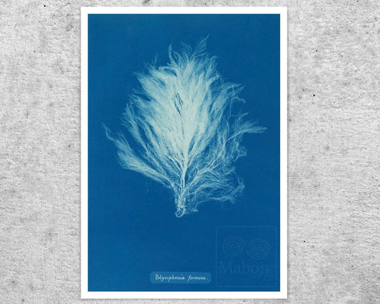 Anna Atkins "Polysiphonia Formosa" Vintage Botanical Cyanotype Photo (c.1853) - Mabon Gallery