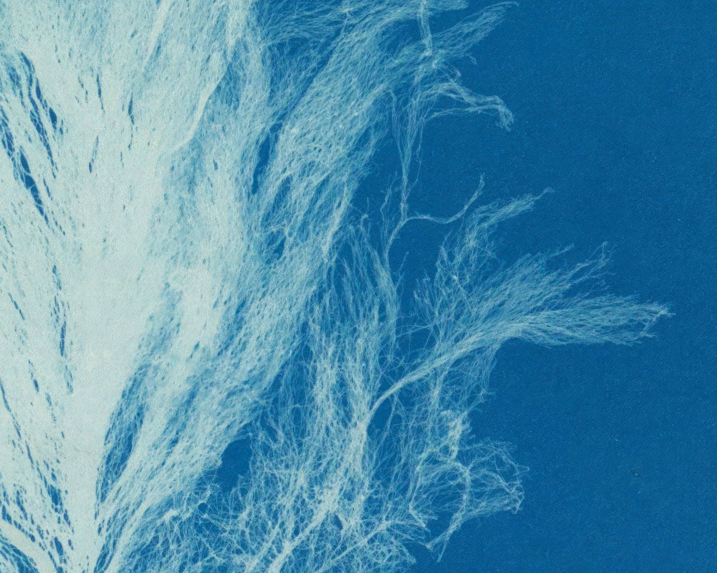 Anna Atkins "Polysiphonia Formosa" Vintage Botanical Cyanotype Photo (c.1853) - Mabon Gallery