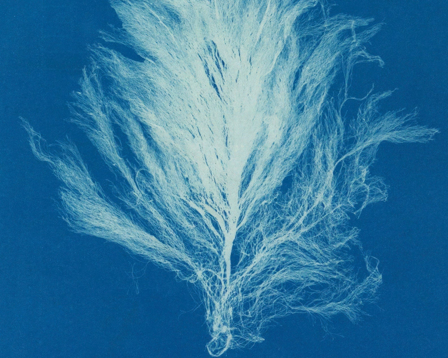 Anna Atkins "Polysiphonia Formosa" Vintage Botanical Cyanotype Photo (c.1853) - Mabon Gallery