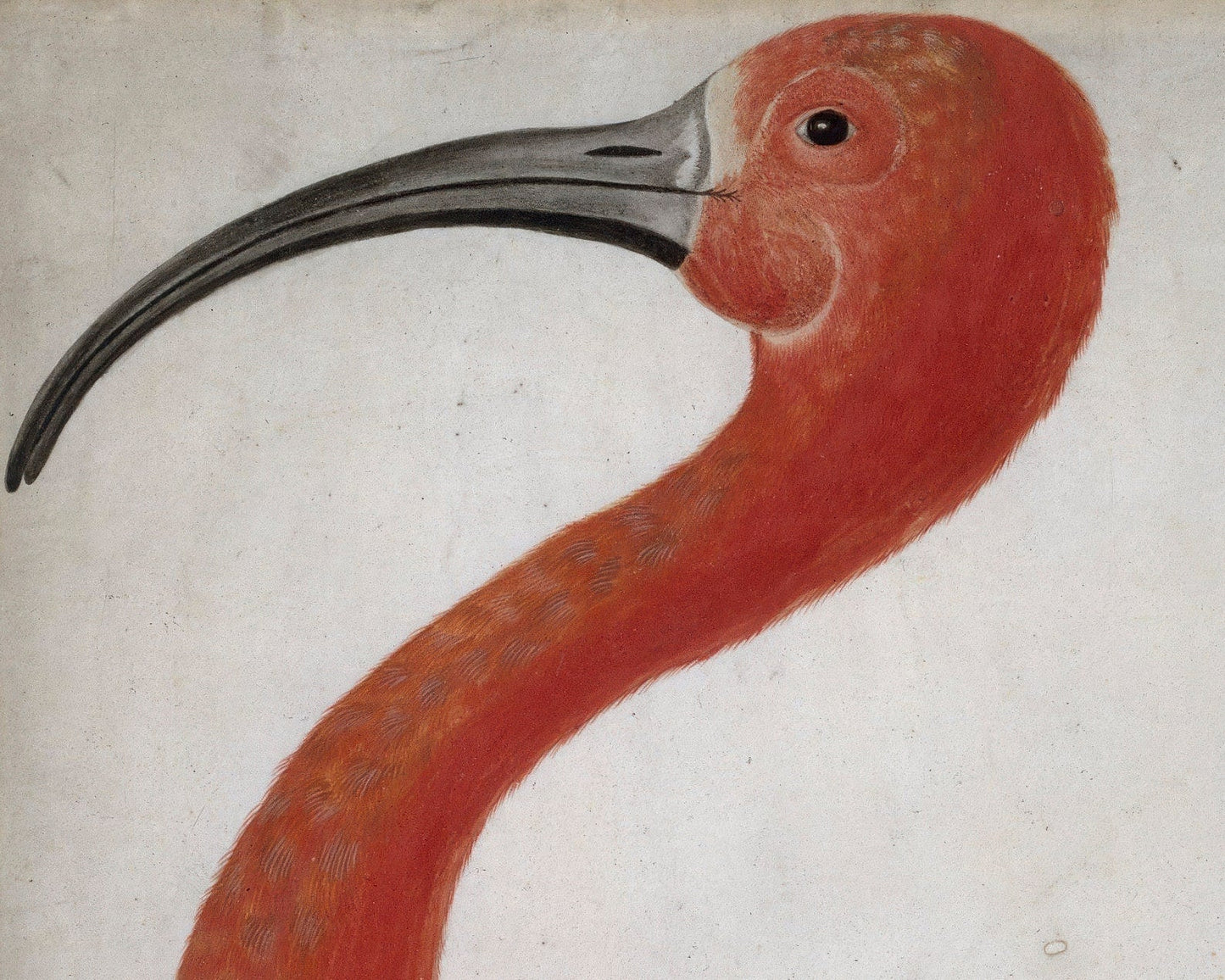 Dorothea Maria Graff "Scarlet Ibis with an Egg" (c.1699 - 1701) - Mabon Gallery