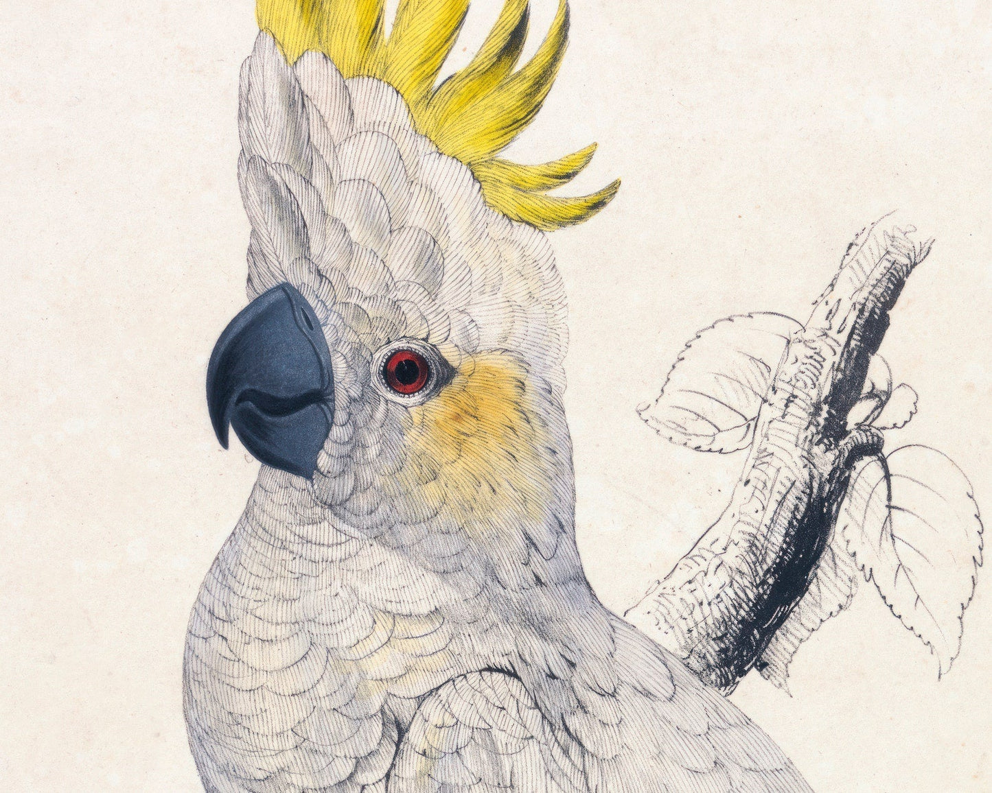 Edward Lear "Lesser Sulphur - crested Cockatoo" (c.1831) - Mabon Gallery