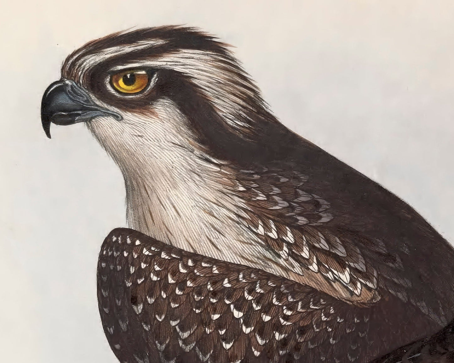 Edward Lear "Ospreys" (c.1837) - Mabon Gallery