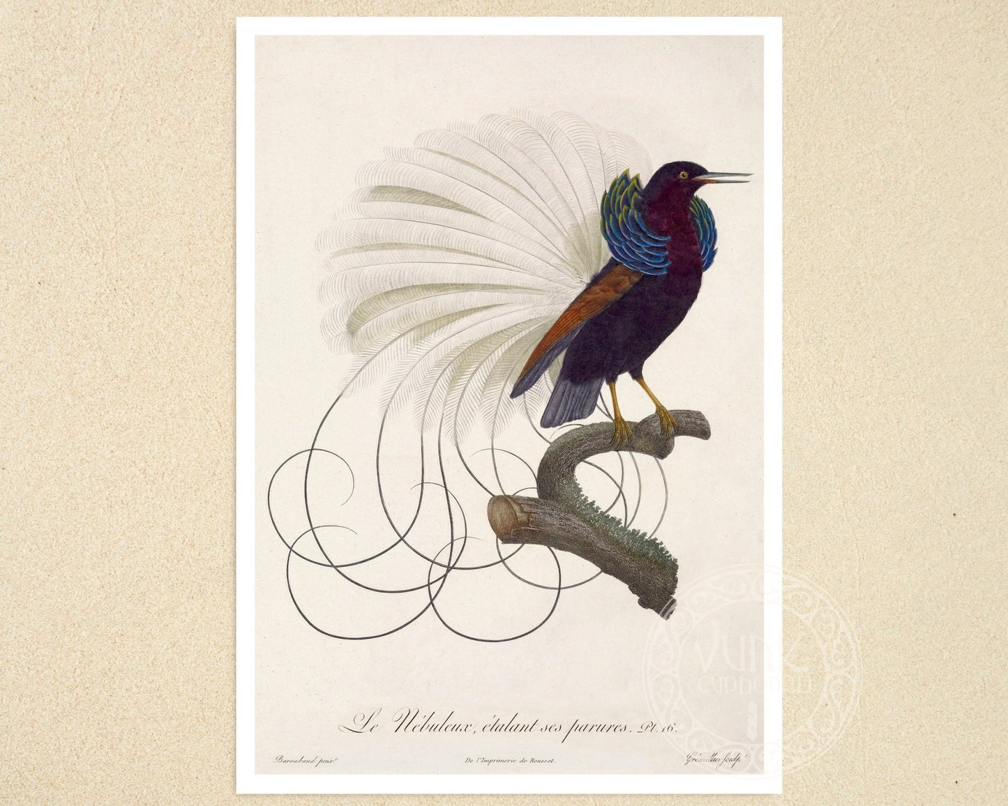 Jacques Barraband "Le Nébuleux, Étalant Ses Parures" (c.1806) - Mabon Gallery
