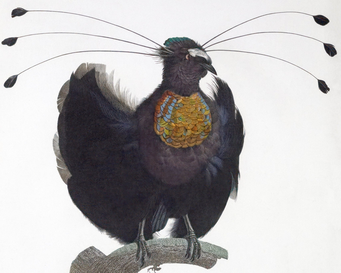 Jacques Barraband "Le Sifilet - No.12" by (c.1806) - Mabon Gallery