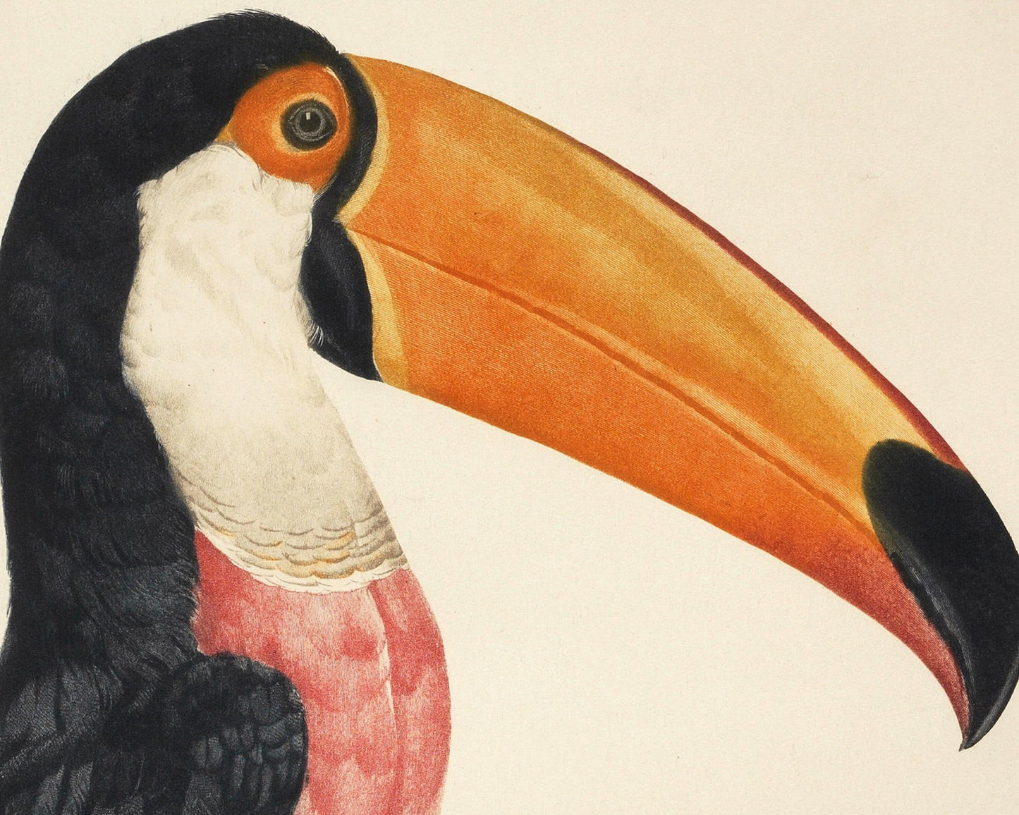 Jacques Barraband "Le Tocan No.2 / "Toucan No.2" (c.1801) - Mabon Gallery