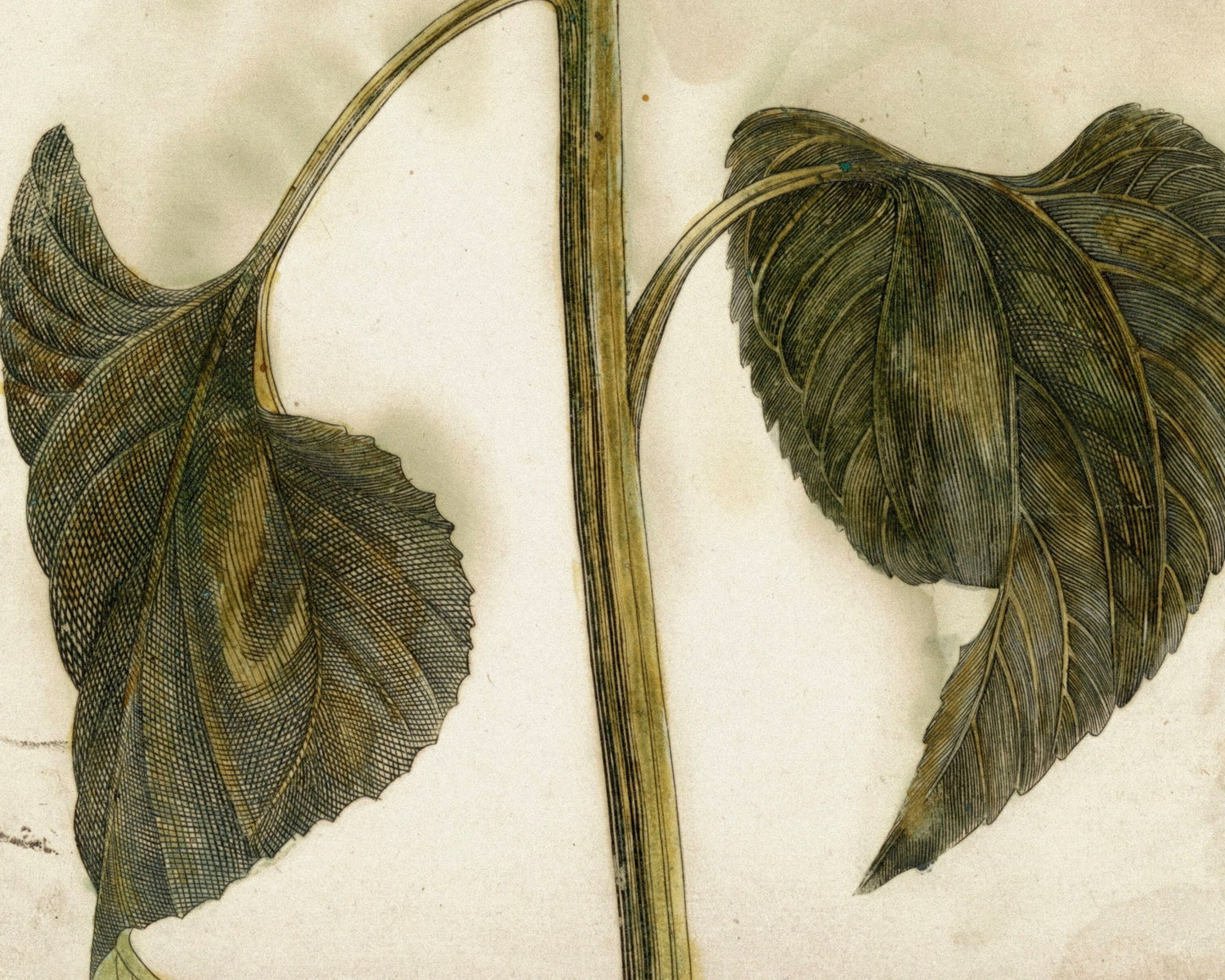 Johan Teyler "Sunflower" (c.1688 - 1698) - Mabon Gallery