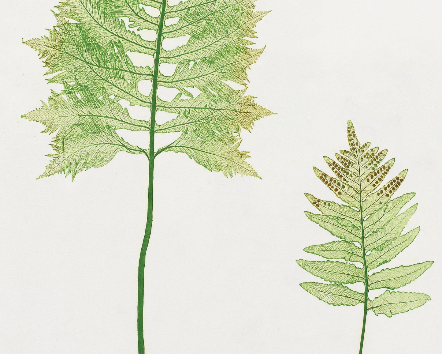 Vintage Botanical Fern Illustration "Polypodium Vulgare" (c.1861) - Mabon Gallery