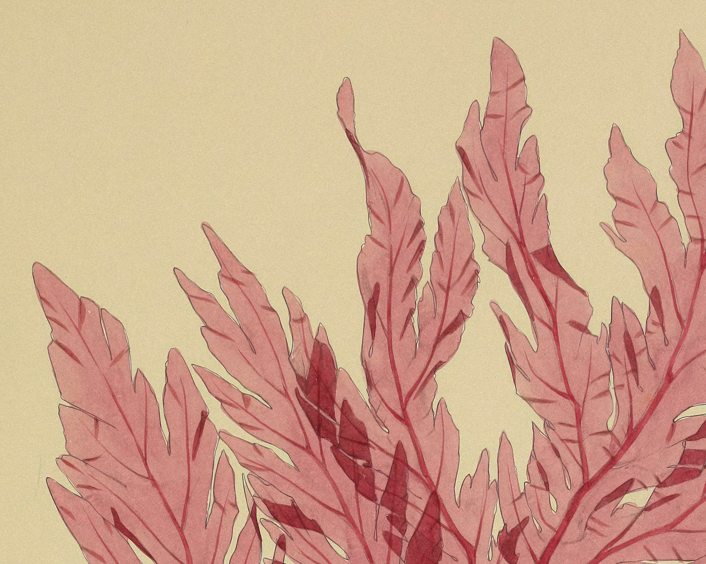 Vintage Botanical Illustration "Delesseria Davisii" (c.1844) - Mabon Gallery