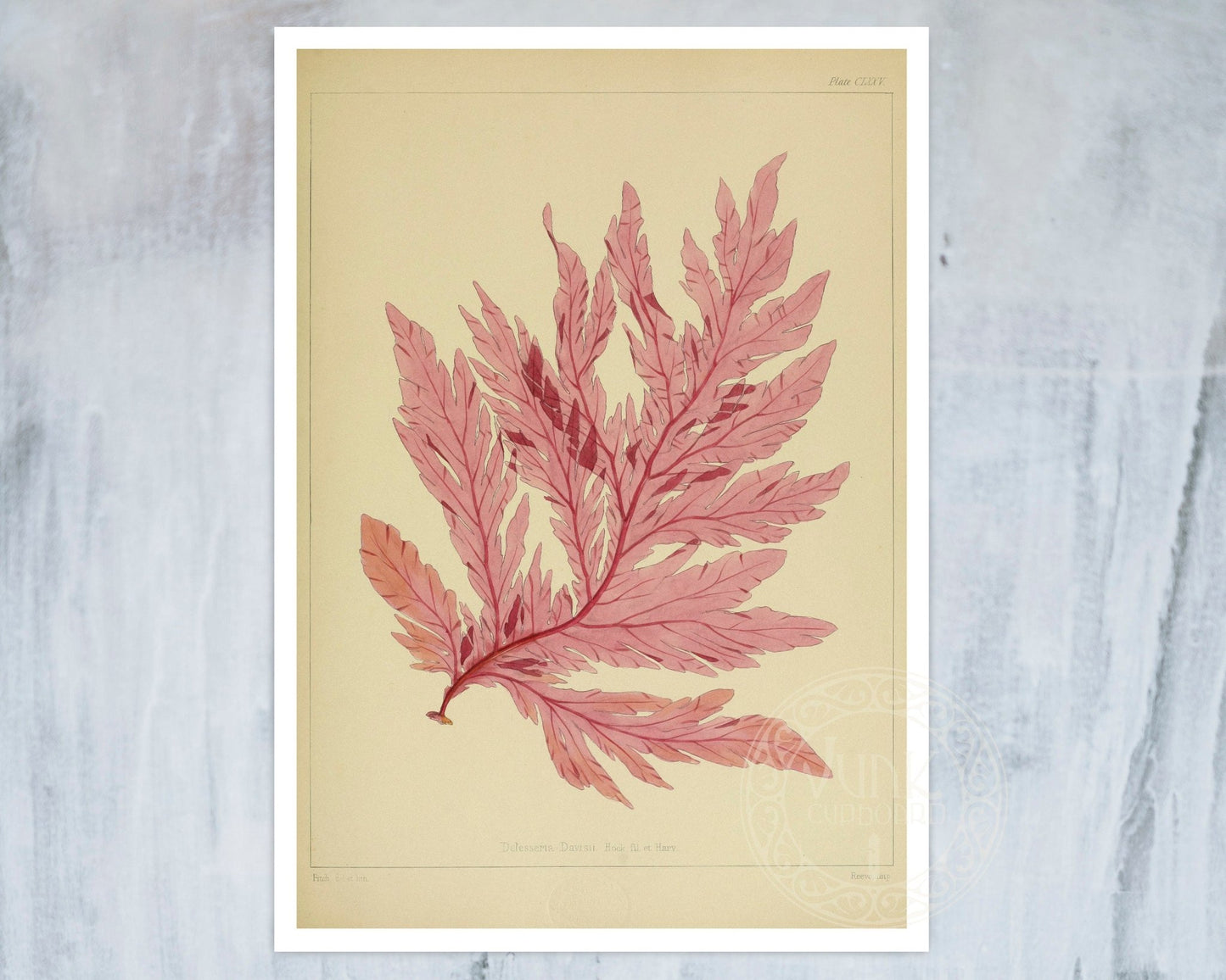 Vintage Botanical Illustration "Delesseria Davisii" (c.1844) - Mabon Gallery