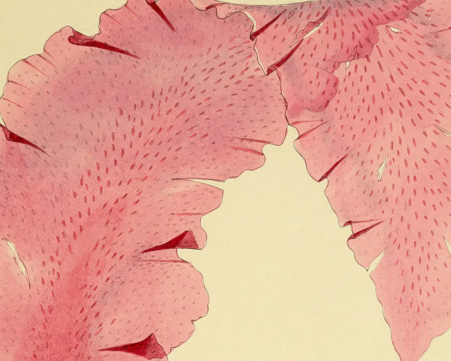 Vintage Botanical Illustration "Nitopyllum Crozieri" (c.1844) - Mabon Gallery