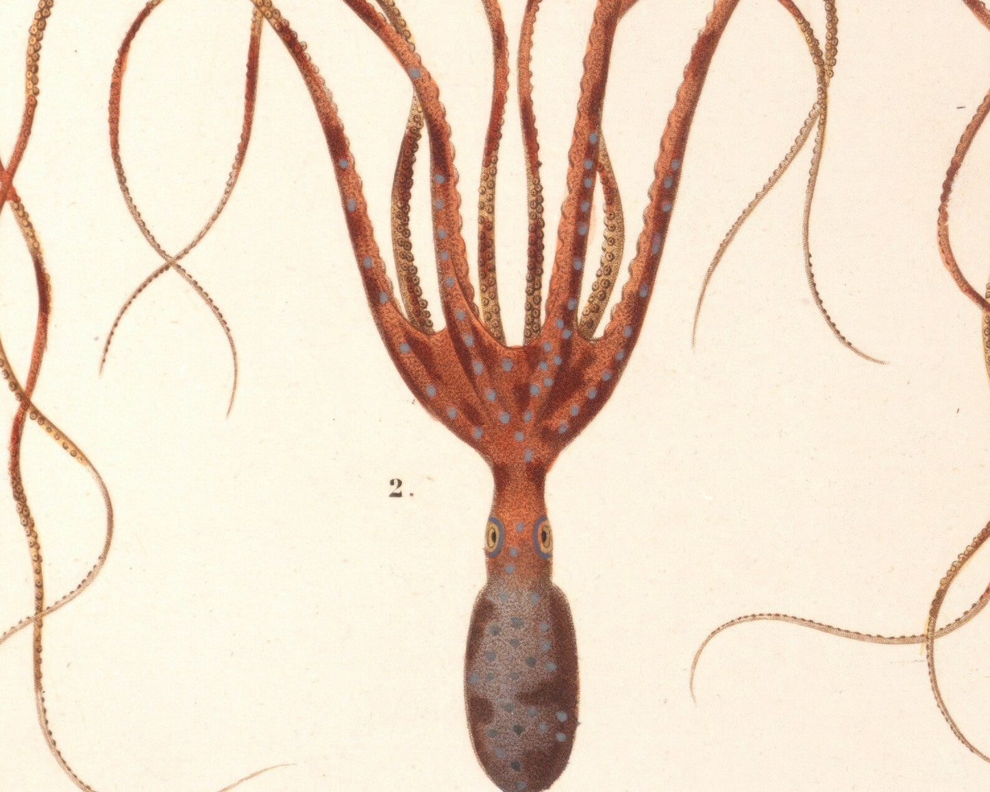 Vintage Nature Illustration "Squid & Octopus" (c.1841) Charles d' Orbigny - Mabon Gallery