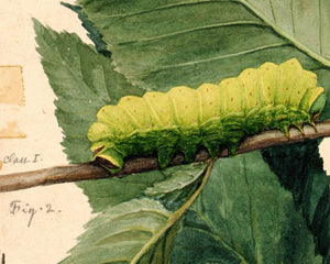 Abbott Handerson Thayer "Study for Lunar Caterpillar" (c.1909) - Mabon Gallery