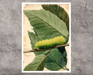 Abbott Handerson Thayer "Study for Lunar Caterpillar" (c.1909) - Mabon Gallery