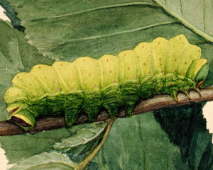 Abbott Handerson Thayer "Study for Lunar Caterpillar" (c.1909) - Mabon Gallery