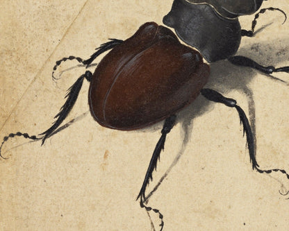 Albrecht Dürer - "Cervus Lucanus (Stag Beetle)" (c.1505) - Mabon Gallery