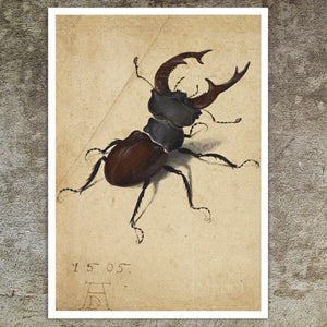 Albrecht Dürer - "Cervus Lucanus (Stag Beetle)" (c.1505) - Mabon Gallery