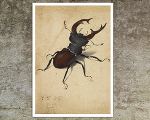 Albrecht Dürer - "Cervus Lucanus (Stag Beetle)" (c.1505) - Mabon Gallery