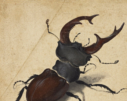 Albrecht Dürer - "Cervus Lucanus (Stag Beetle)" (c.1505) - Mabon Gallery