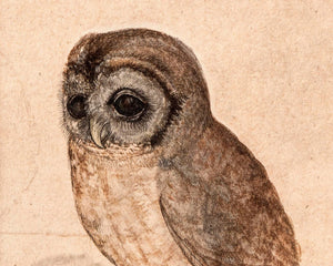 Albrecht Dürer - "Little Owl" (c.1508) - Mabon Gallery