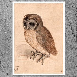Albrecht Dürer - "Little Owl" (c.1508) - Mabon Gallery