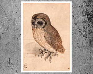 Albrecht Dürer - "Little Owl" (c.1508) - Mabon Gallery