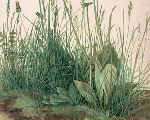 Albrecht Dürer "The Great Piece of Turf" (c.1503) - Mabon Gallery