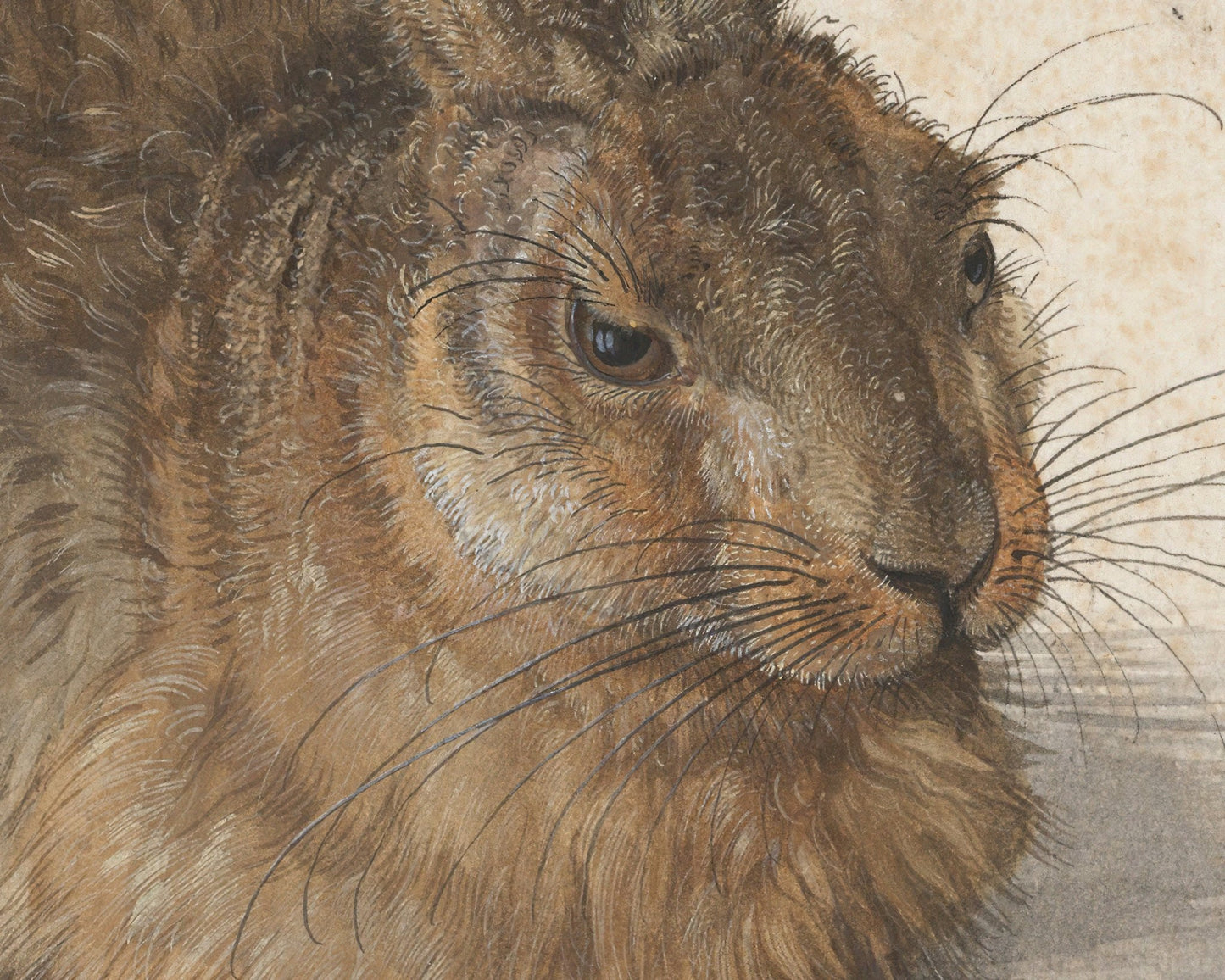 Albrecht Dürer "The Young Hare" (c.1509) - Mabon Gallery