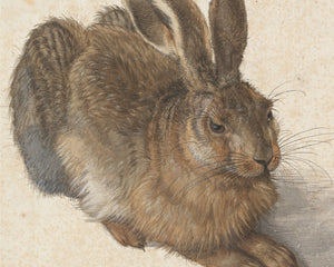 Albrecht Dürer "The Young Hare" (c.1509) - Mabon Gallery