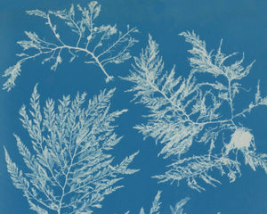 Anna Atkins "Dasya Coccinea" Vintage Botanical Cyanotype Photo (c.1853) - Mabon Gallery