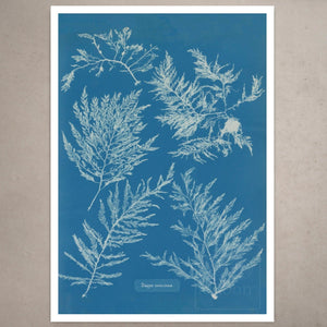 Anna Atkins "Dasya Coccinea" Vintage Botanical Cyanotype Photo (c.1853) - Mabon Gallery