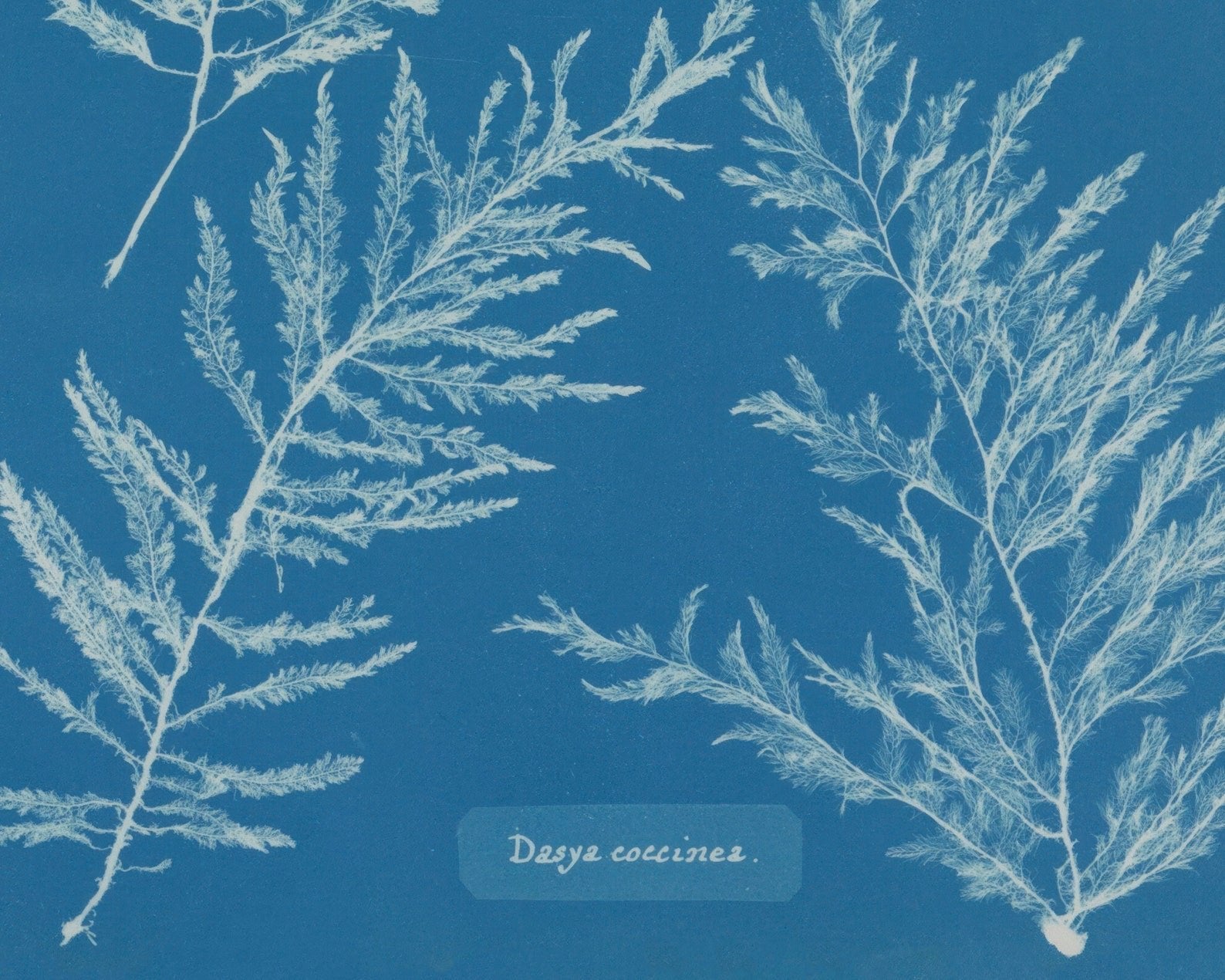 Anna Atkins "Dasya Coccinea" Vintage Botanical Cyanotype Photo (c.1853) - Mabon Gallery