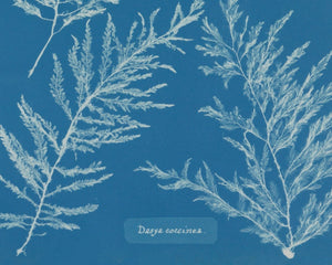 Anna Atkins "Dasya Coccinea" Vintage Botanical Cyanotype Photo (c.1853) - Mabon Gallery