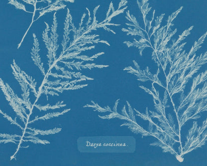 Anna Atkins "Dasya Coccinea" Vintage Botanical Cyanotype Photo (c.1853) - Mabon Gallery