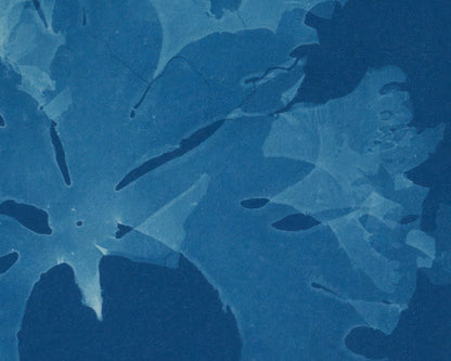 Anna Atkins "Nitophyllum Gmeleni" Vintage Botanical Cyanotype Photo (c.1853) - Mabon Gallery