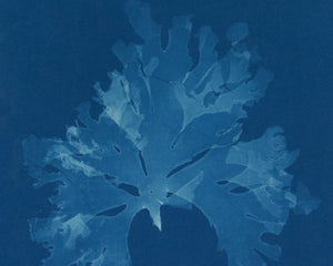 Anna Atkins "Nitophyllum Gmeleni" Vintage Botanical Cyanotype Photo (c.1853) - Mabon Gallery