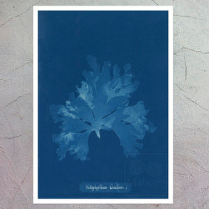 Anna Atkins "Nitophyllum Gmeleni" Vintage Botanical Cyanotype Photo (c.1853) - Mabon Gallery
