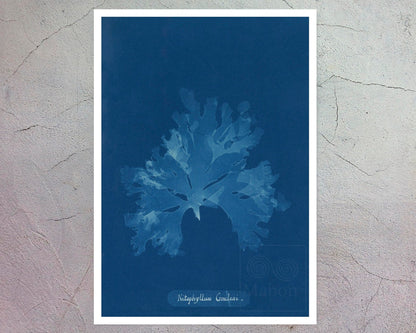 Anna Atkins "Nitophyllum Gmeleni" Vintage Botanical Cyanotype Photo (c.1853) - Mabon Gallery