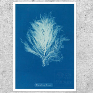 Anna Atkins "Polysiphonia Formosa" Vintage Botanical Cyanotype Photo (c.1853) - Mabon Gallery