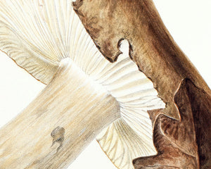 Anna Maria Hussey "Agaricus Adustis" (c.1847) Illustrations of British Mycology - Mabon Gallery