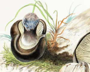 Anna Maria Hussey "Agaricus Adustis" (c.1847) Illustrations of British Mycology - Mabon Gallery