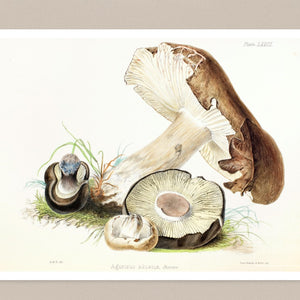 Anna Maria Hussey "Agaricus Adustis" (c.1847) Illustrations of British Mycology - Mabon Gallery