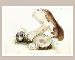 Anna Maria Hussey "Agaricus Adustis" (c.1847) Illustrations of British Mycology - Mabon Gallery