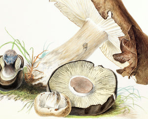 Anna Maria Hussey "Agaricus Adustis" (c.1847) Illustrations of British Mycology - Mabon Gallery