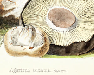 Anna Maria Hussey "Agaricus Adustis" (c.1847) Illustrations of British Mycology - Mabon Gallery