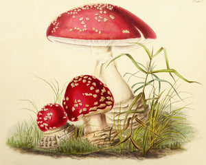Anna Maria Hussey "Agaricus Muscarius" (c.1847) Illustrations of British Mycology - Mabon Gallery