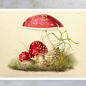 Anna Maria Hussey "Agaricus Muscarius" (c.1847) Illustrations of British Mycology - Mabon Gallery