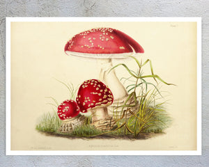 Anna Maria Hussey "Agaricus Muscarius" (c.1847) Illustrations of British Mycology - Mabon Gallery