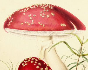 Anna Maria Hussey "Agaricus Muscarius" (c.1847) Illustrations of British Mycology - Mabon Gallery